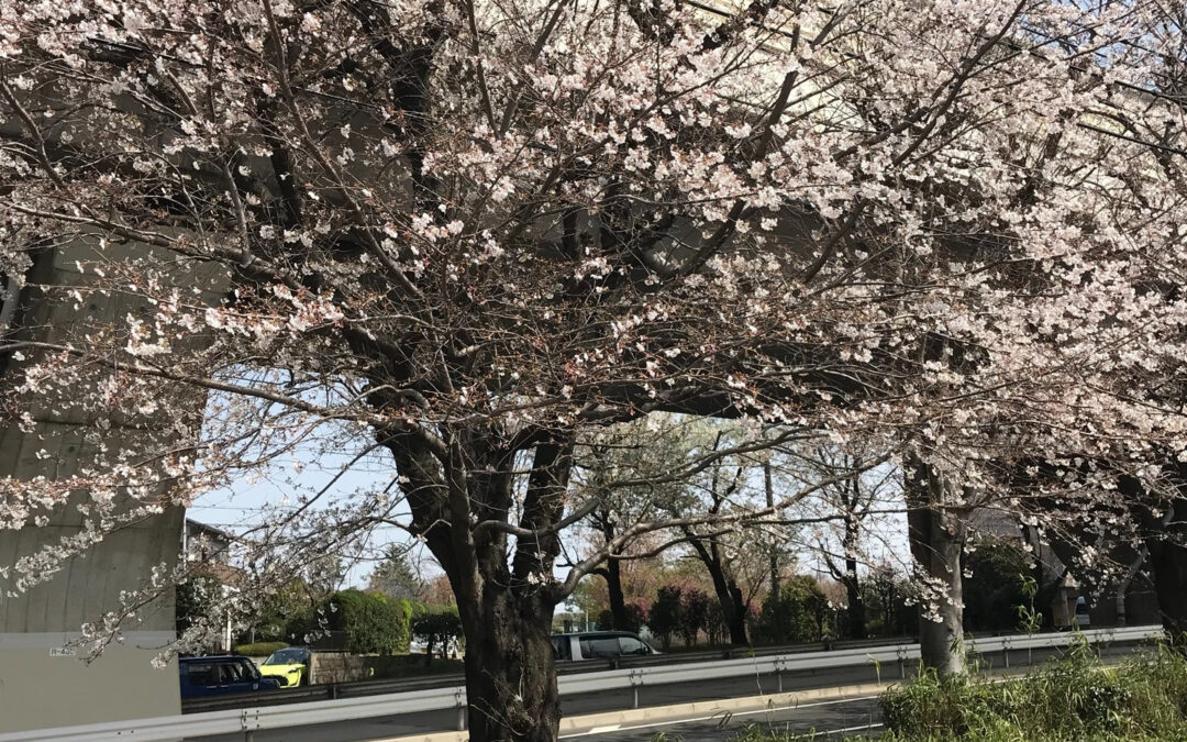 早いもので４月も桜も散り５月を迎えようとしています